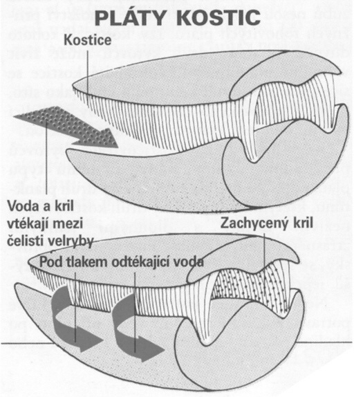 Kostice
